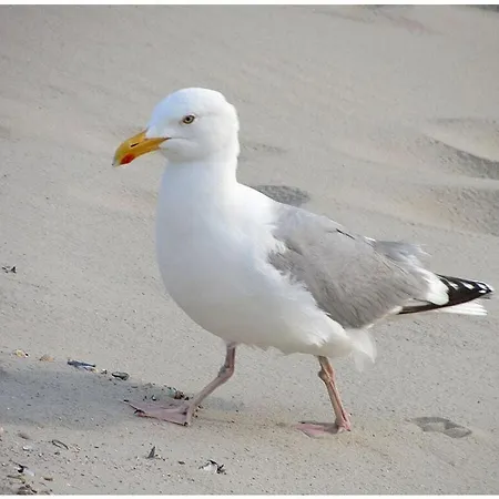 Old Printing House Cicero Norderney